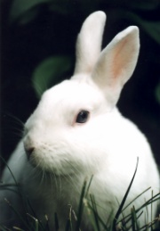 le lapin et le renard